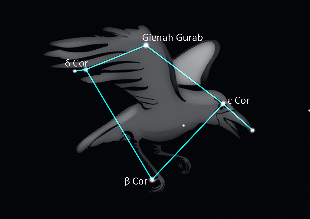 Corvus