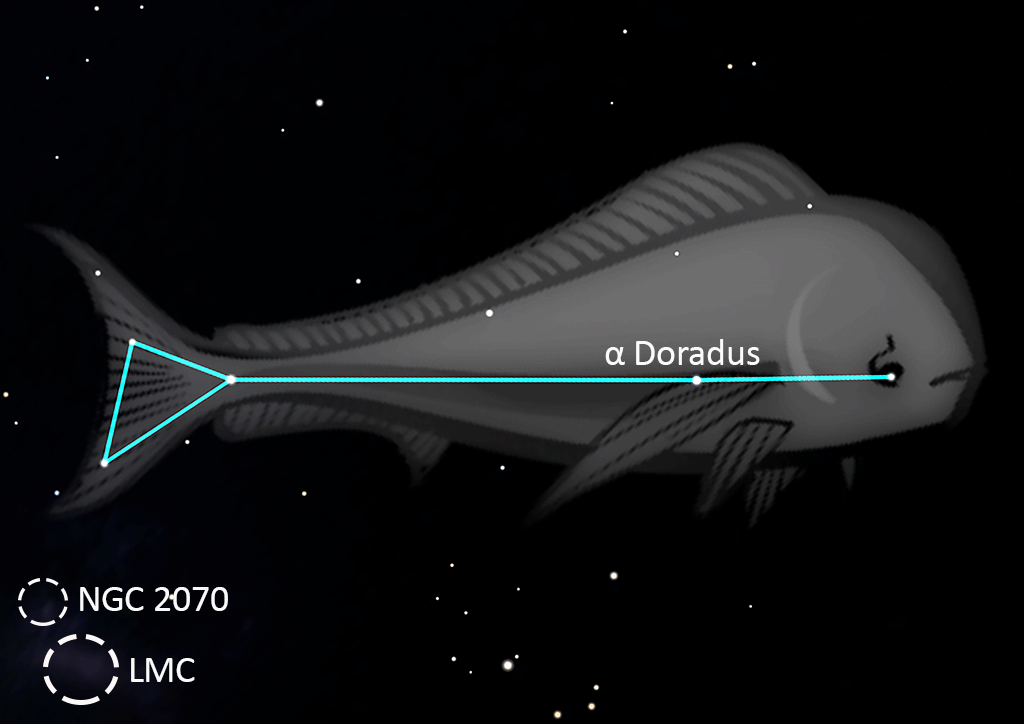 Dorado