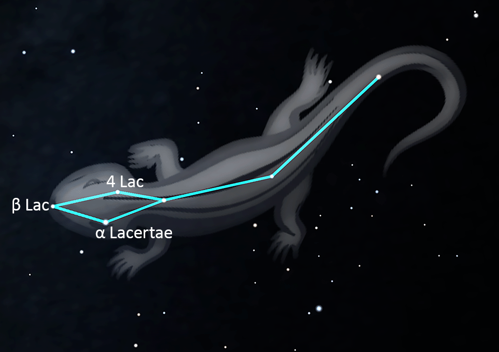 Lacerta